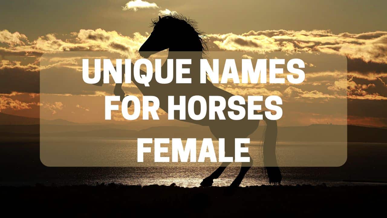 Unique Names for Horses Female with Meaning